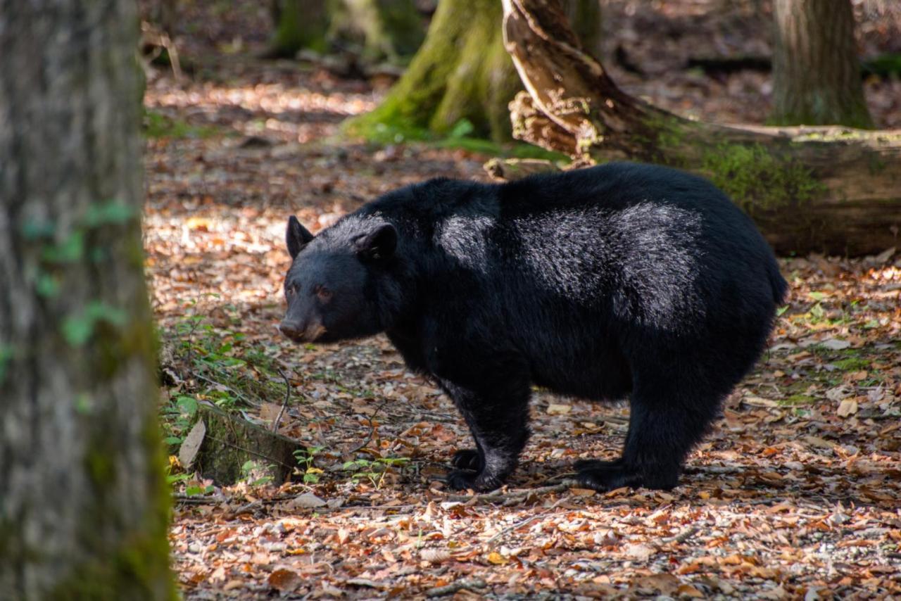 Friendly Bear Cabin بيدجن فورج المظهر الخارجي الصورة